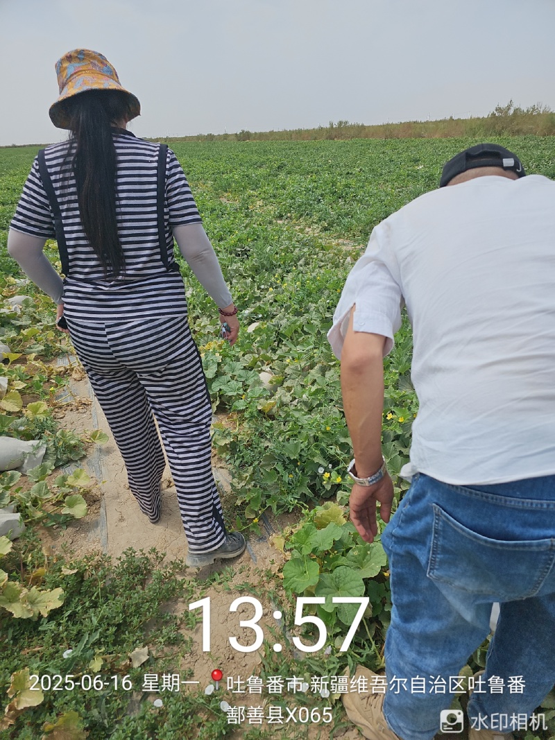 新疆哈密瓜金色年华精品一级货，天山脚下，121兵团产区一