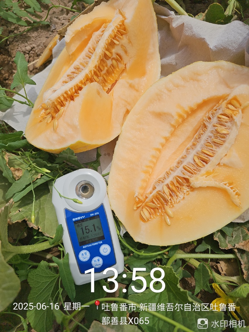 新疆哈密瓜金色年华精品一级货，天山脚下，121兵团产区一