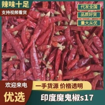 印度椒干辣椒魔鬼椒s17巨辣爆辣包邮欢迎下单