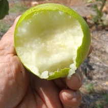 梨青翠梨酥脆一号梨皮薄多汁脆甜无渣欢迎咨询