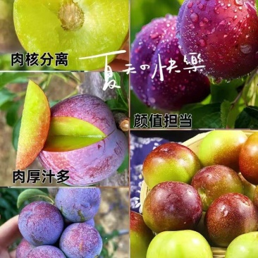 五月脆李子，大量有货一件代发，量大优惠，对接全国市场电商