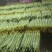 鲜花丝瓜种植基地现货供应中特大量现货供应中毛毛钱