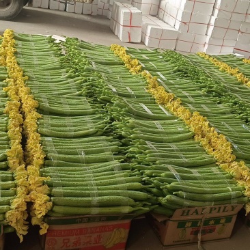 鲜花丝瓜种植基地现货供应中特大量现货供应中毛毛钱