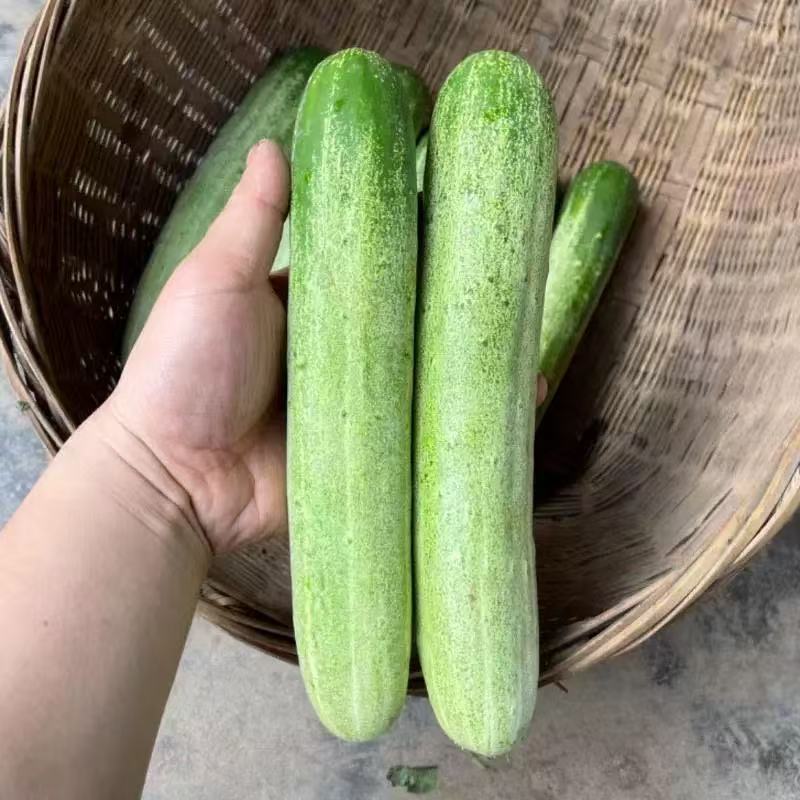 精品水果黄瓜，湖北黄瓜大量供应全国发货欢迎来电