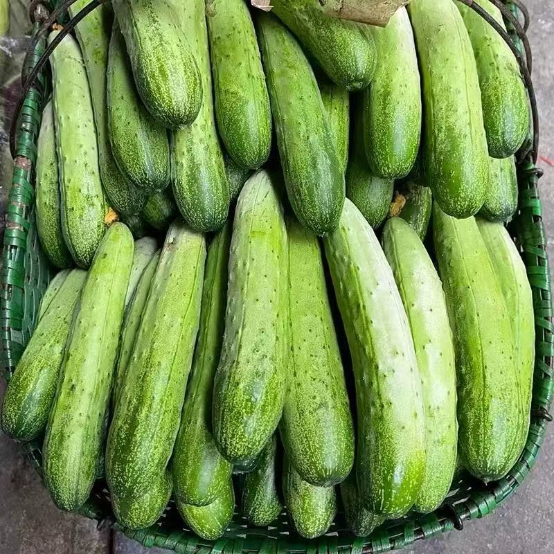 精品水果黄瓜，湖北黄瓜大量供应全国发货欢迎来电