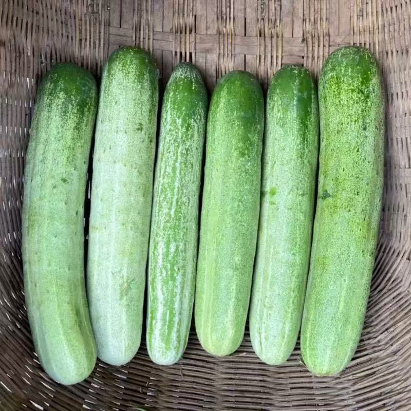 精品水果黄瓜，湖北黄瓜大量供应全国发货欢迎来电