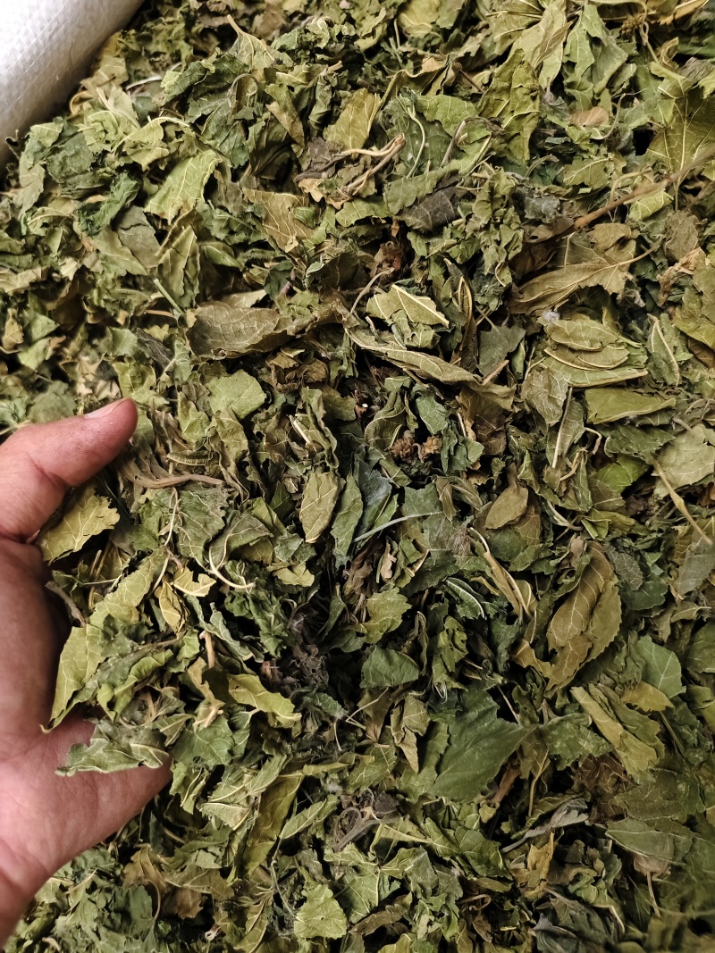 桑叶霜桑叶干净无杂质批发零售
