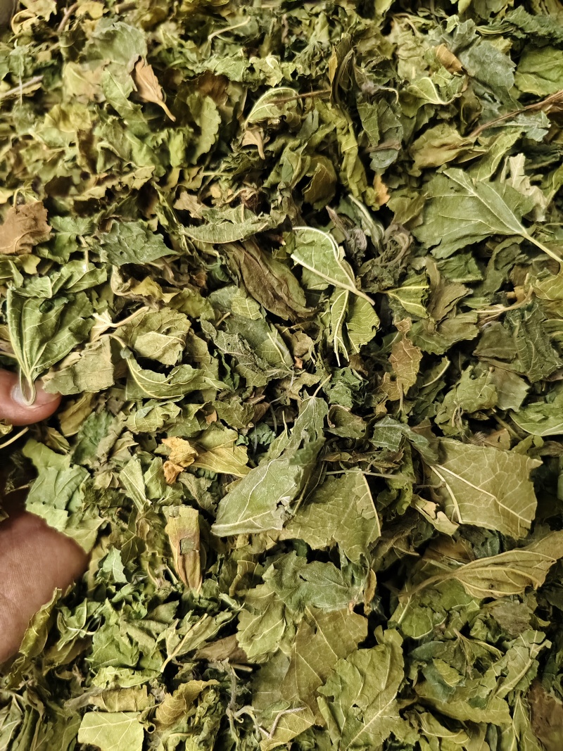 桑叶霜桑叶干净无杂质批发零售