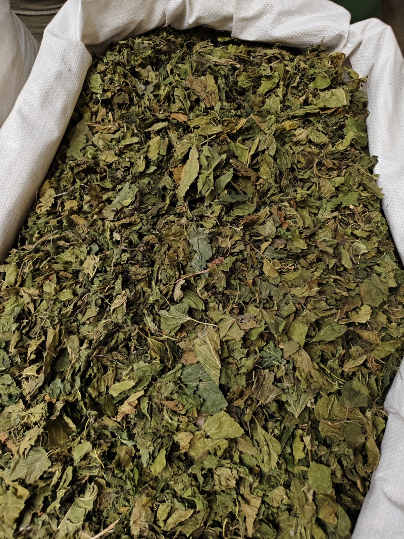 桑叶霜桑叶干净无杂质批发零售