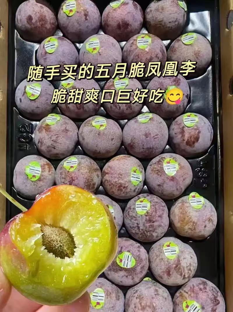五月脆李子，大量有货一件代发，量大优惠，对接全国市场电商