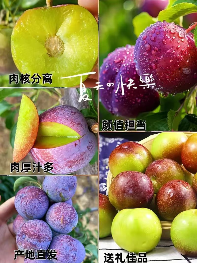 五月脆李子，大量有货一件代发，量大优惠，对接全国市场电商
