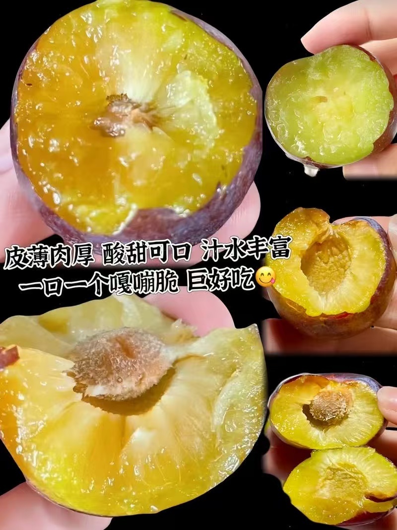 五月脆李子，大量有货一件代发，量大优惠，对接全国市场电商