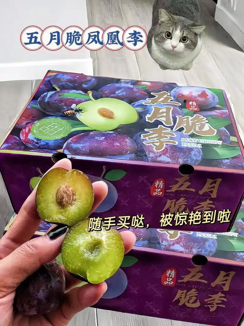 五月脆李子，大量有货一件代发，量大优惠，对接全国市场电商