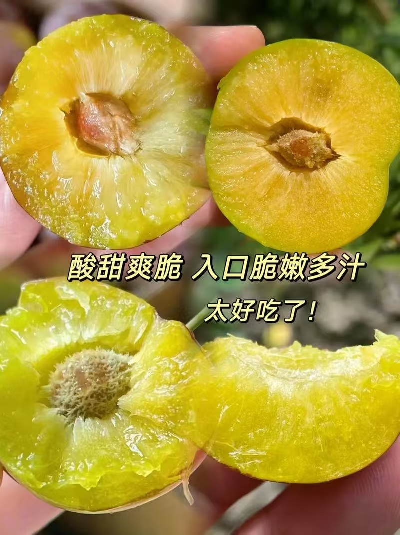五月脆李子，大量有货一件代发，量大优惠，对接全国市场电商