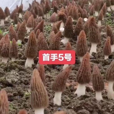 首手5号（六妹系列）