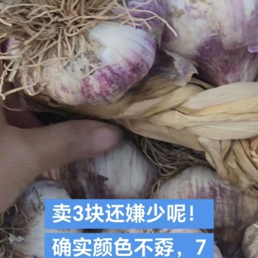 山东临清辫子蒜，蒜种，东北独头蒜栽子，蒜黄料