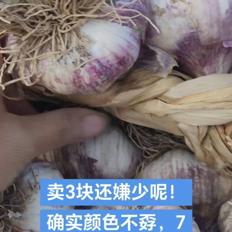 山东临清辫子蒜，蒜种，东北独头蒜栽子，蒜黄料