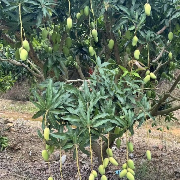 精选广西小台芒果小芒果广西芒果产地直发价格实惠欢迎联系