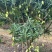 精选广西小台芒果小芒果广西芒果产地直发价格实惠欢迎联系