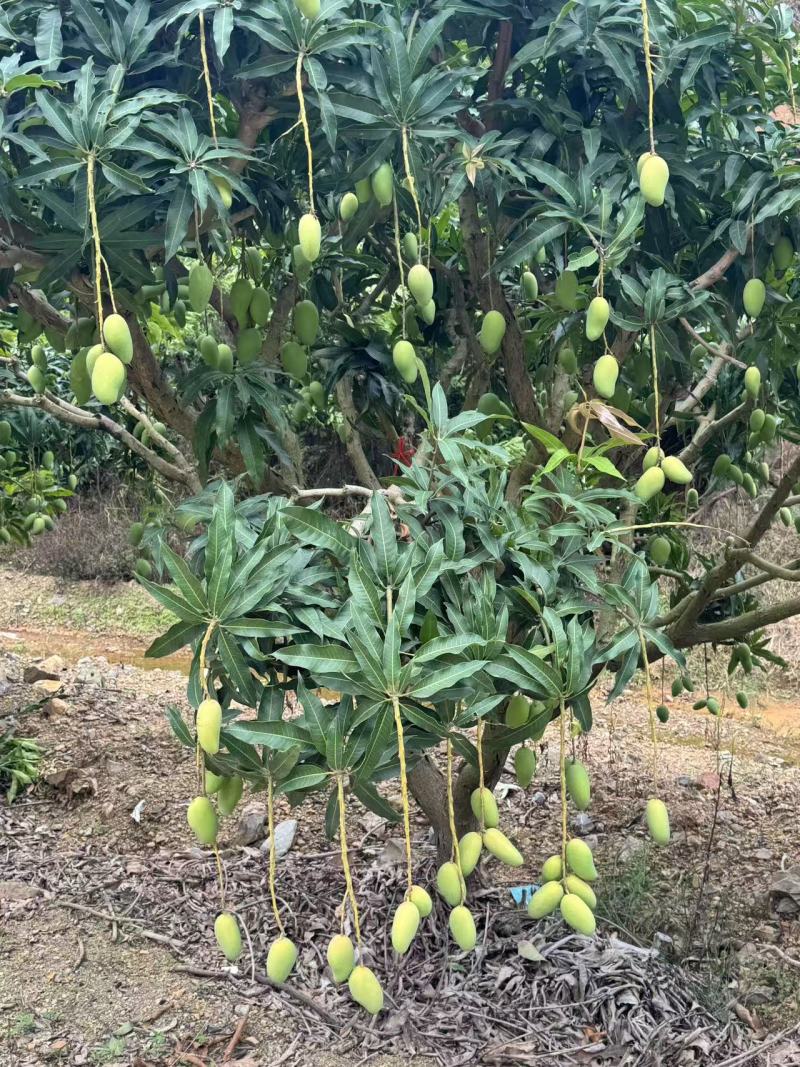 精选广西小台芒果小芒果广西芒果产地直发价格实惠欢迎联系