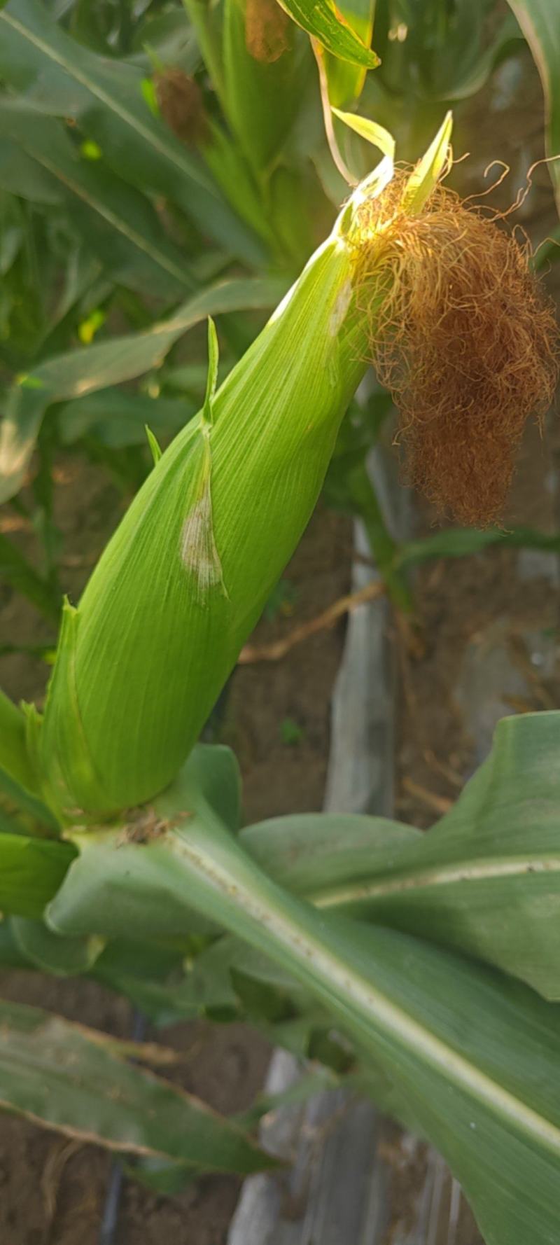 沃蔬608彩甜糯玉米