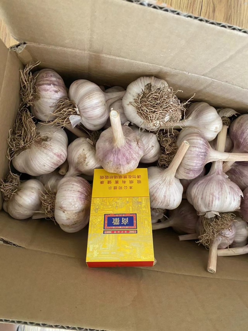 河北产地大蒜，紫皮蒜，大量供应，货源稳定诚信经营