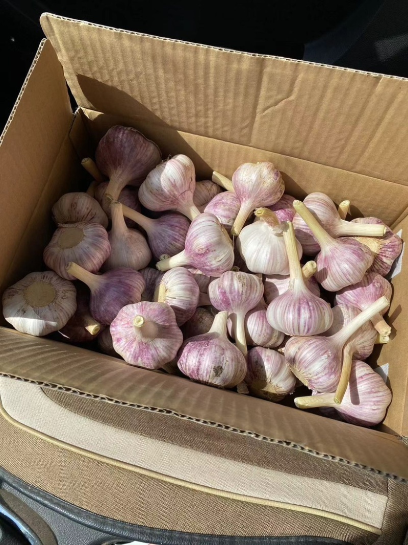 河北产地大蒜，紫皮蒜，大量供应，货源稳定诚信经营