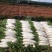 高山白萝卜湖北萝卜大量供应对接各大市场商超电商加工