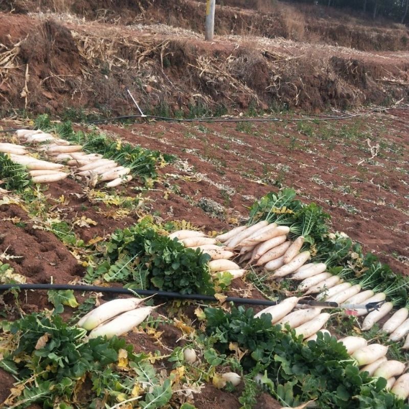 高山白萝卜湖北萝卜大量供应对接各大市场商超电商加工