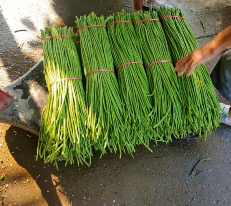 推荐山东豆角青条豆角长豆角货源充足量大从优全国发