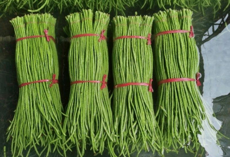 推荐山东豆角青条豆角长豆角货源充足量大从优全国发
