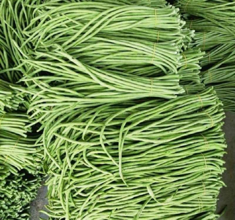 推荐山东豆角青条豆角长豆角货源充足量大从优全国发