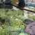 推荐山东豆角青条豆角长豆角货源充足量大从优全国发