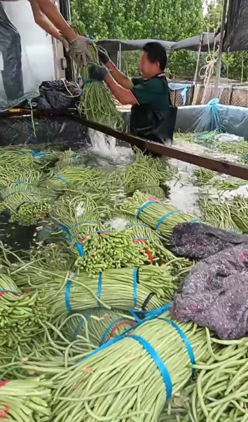 推荐山东豆角青条豆角长豆角货源充足量大从优全国发