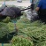 推荐山东豆角青条豆角长豆角货源充足量大从优全国发