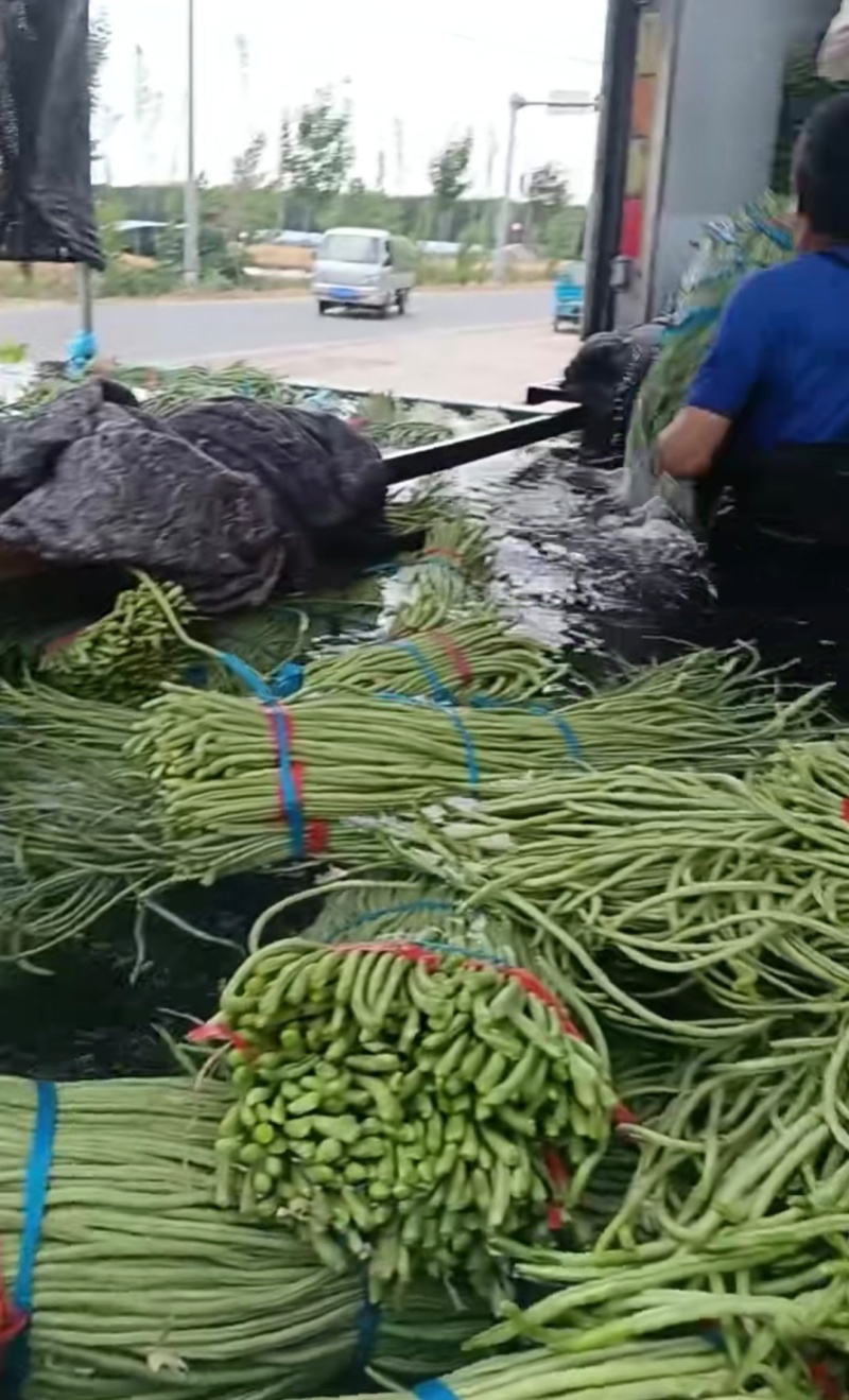 推荐山东豆角青条豆角长豆角货源充足量大从优全国发