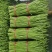 推荐山东豆角青条豆角长豆角货源充足量大从优全国发