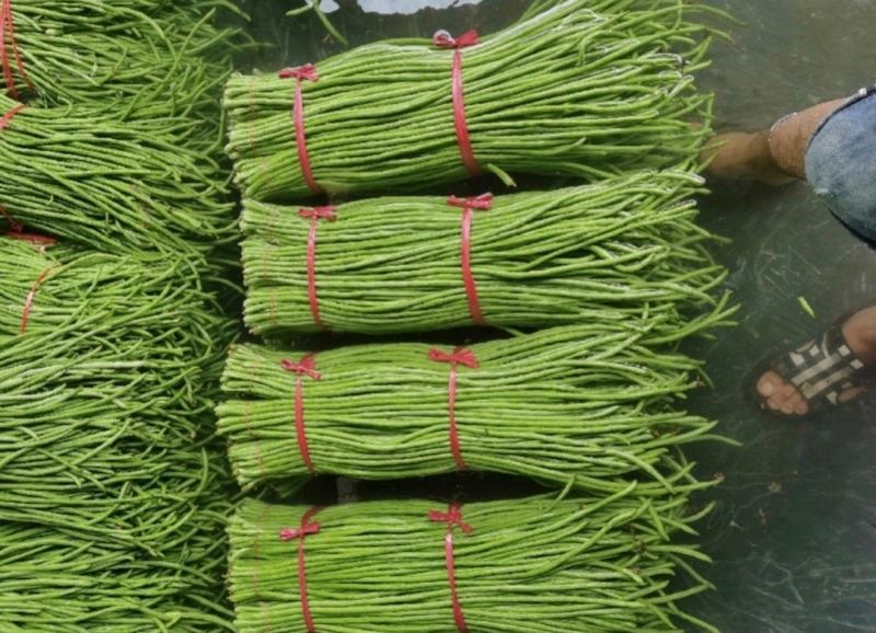 推荐山东豆角青条豆角长豆角货源充足量大从优全国发