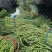 推荐山东豆角青条豆角长豆角货源充足量大从优全国发