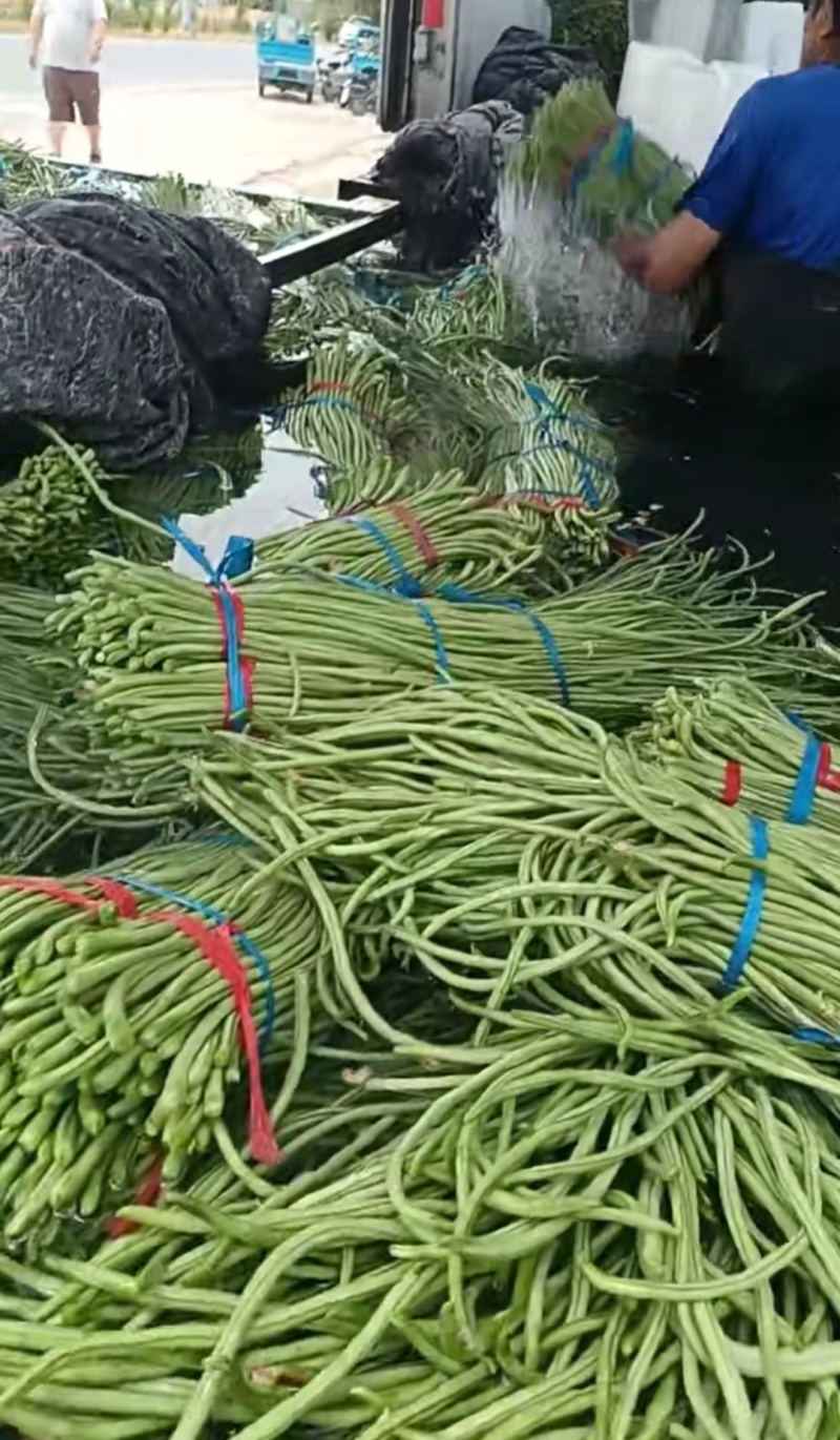 推荐山东豆角青条豆角长豆角货源充足量大从优全国发