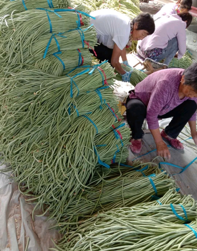 推荐山东豆角青条豆角长豆角货源充足量大从优全国发