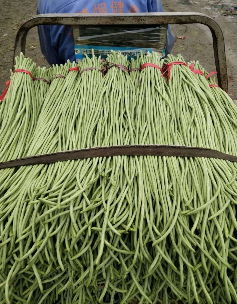 推荐山东豆角青条豆角长豆角货源充足量大从优全国发