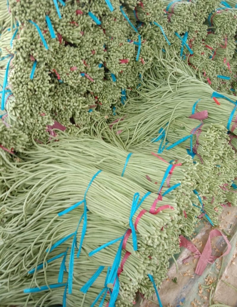 推荐山东豆角青条豆角长豆角货源充足量大从优全国发