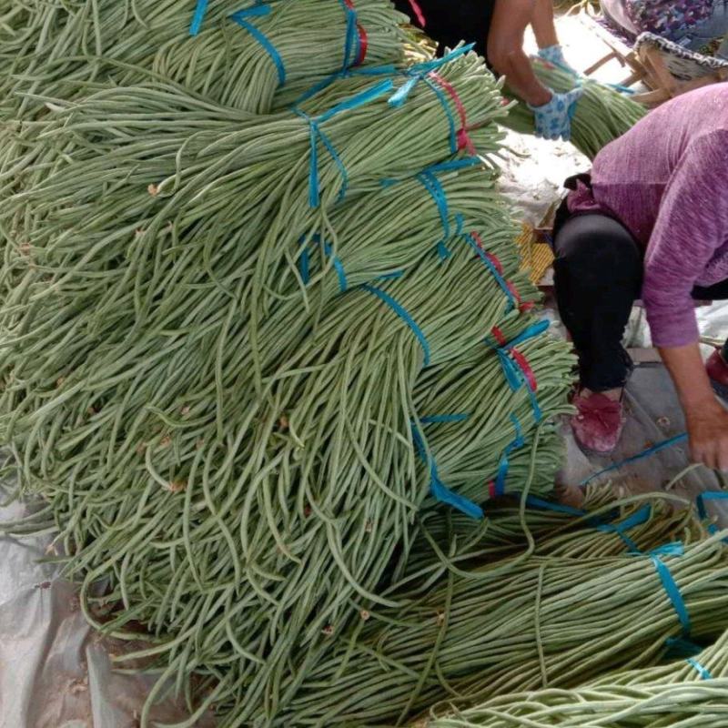 推荐山东豆角青条豆角长豆角货源充足量大从优全国发