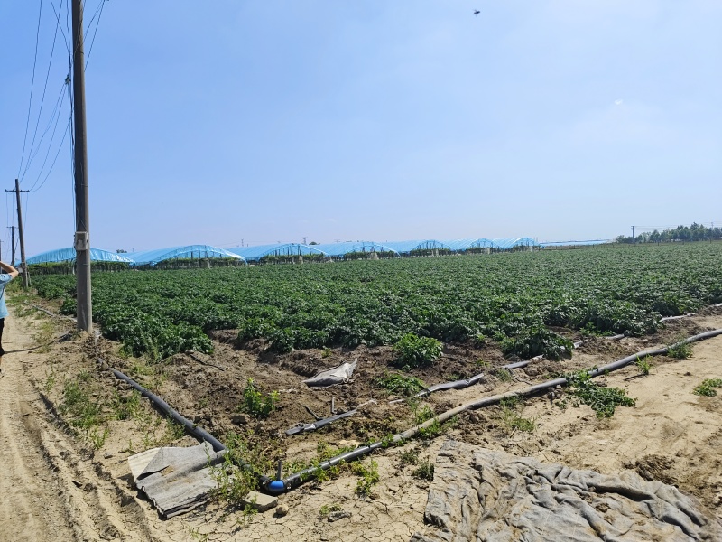 希森土豆28亩找老板