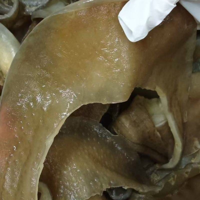 甲鱼裙边