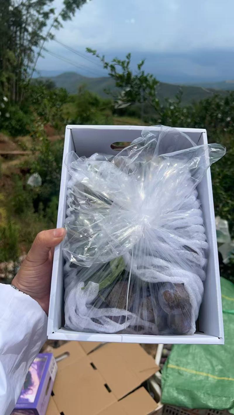 五月脆李子精品包装大量有货量大从优保质保量欢迎来电