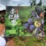 五月脆李子精品包装大量有货量大从优保质保量欢迎来电