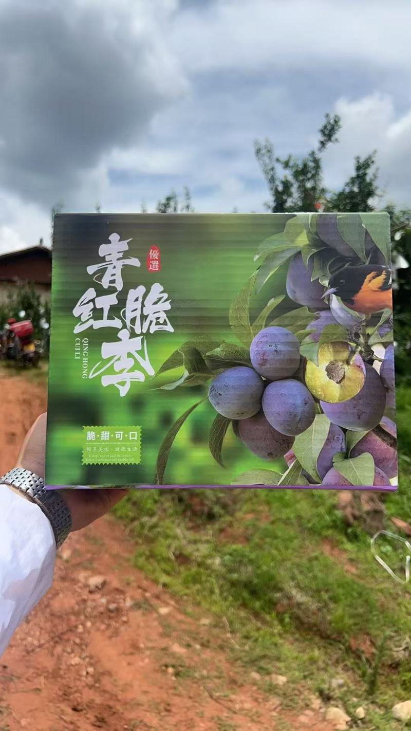 五月脆李子精品包装大量有货量大从优保质保量欢迎来电