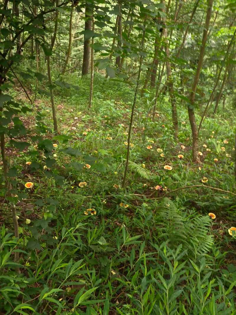 贵州省望谟县林下仿野生种植有赤灵芝。产地直供品质保证